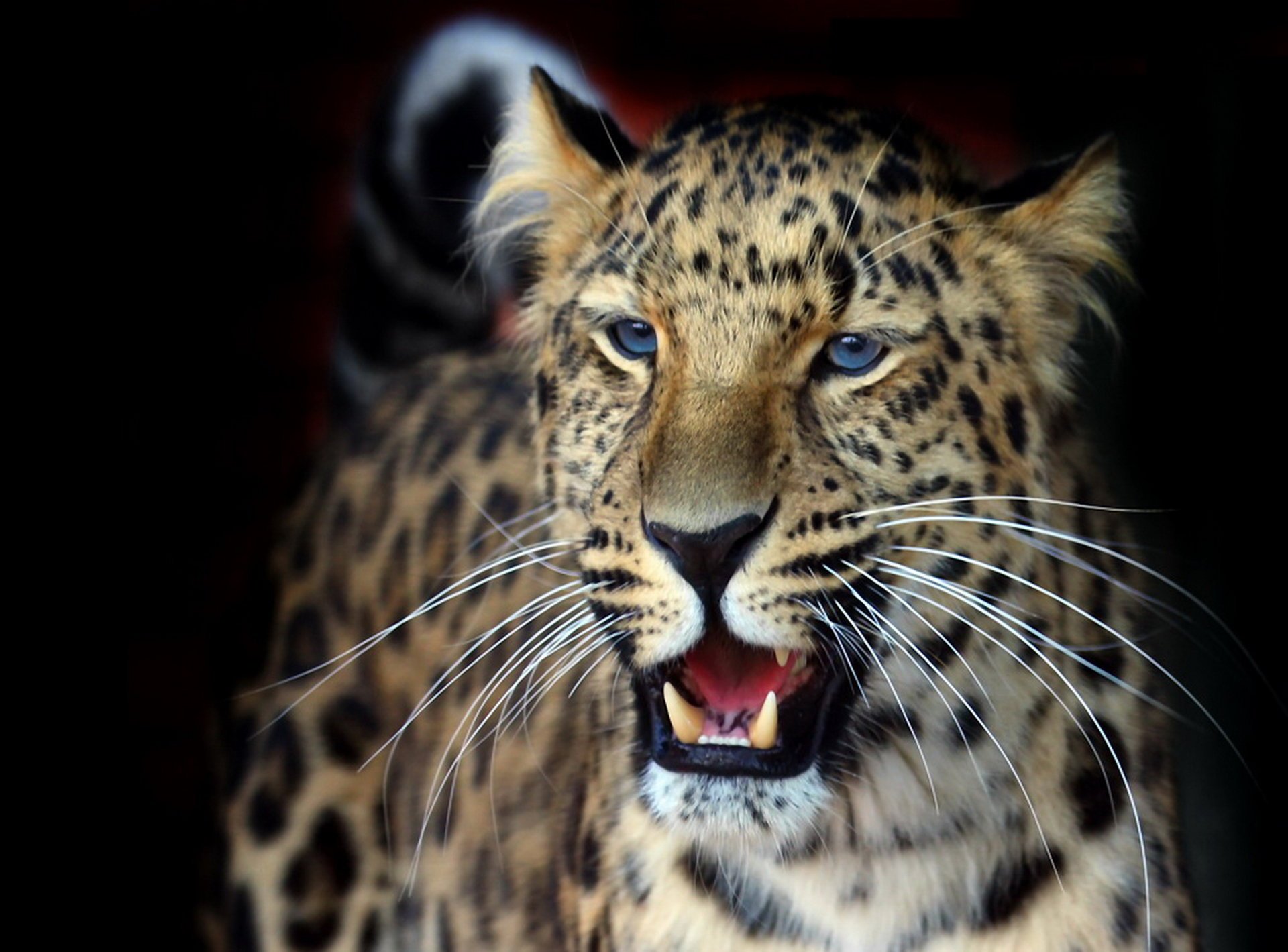 léopard moelleux joliment papier peint sourire panthera pardus orientali