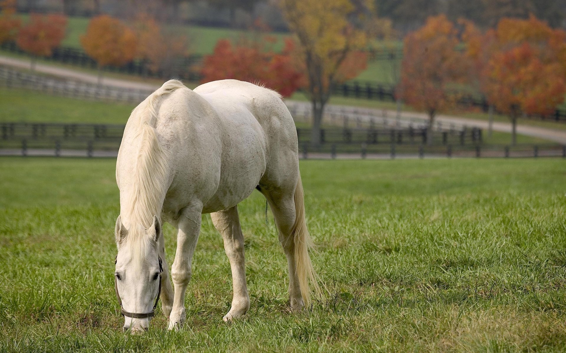 animali cavallo cavallo pony cavalli cavalli cavalli