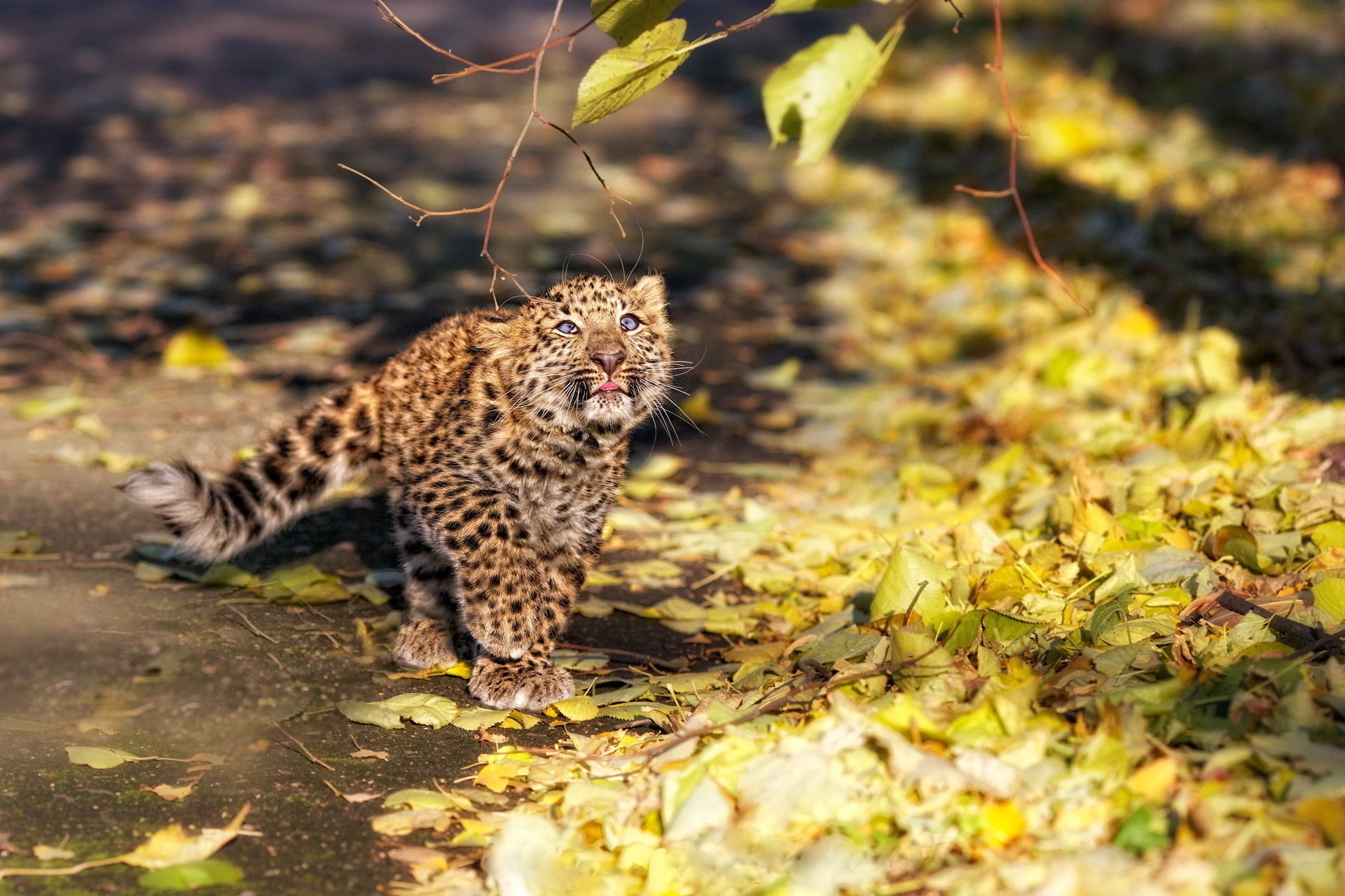 léopard chaton branche moelleux