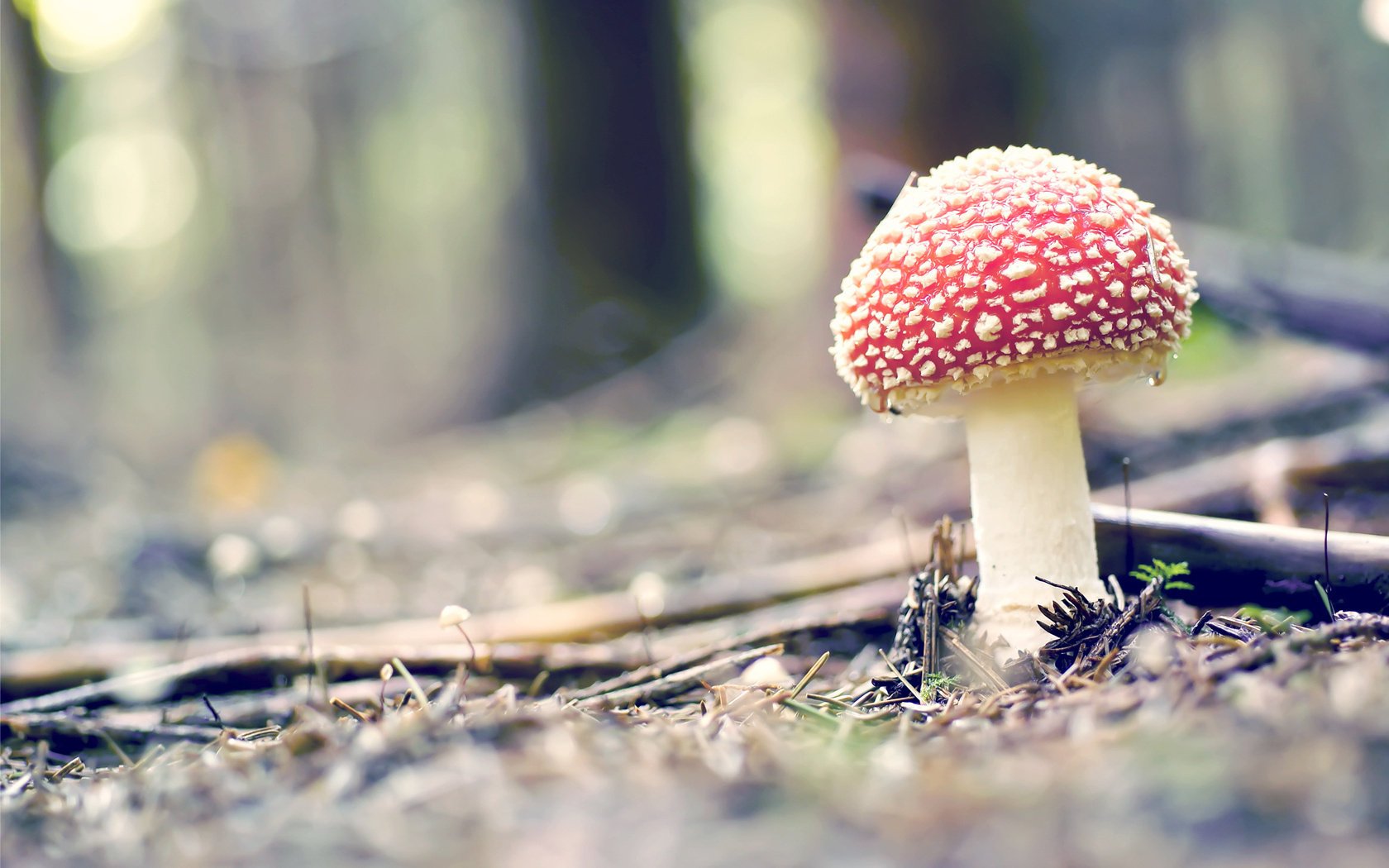 nature champignon gros plan agaric