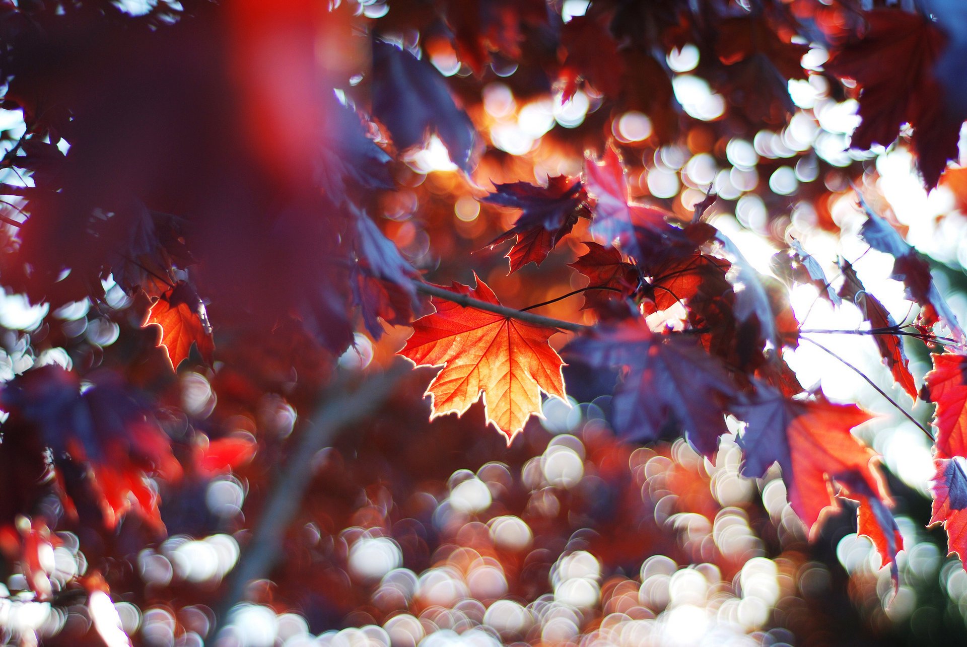 rami foglie acero albero foresta autunno