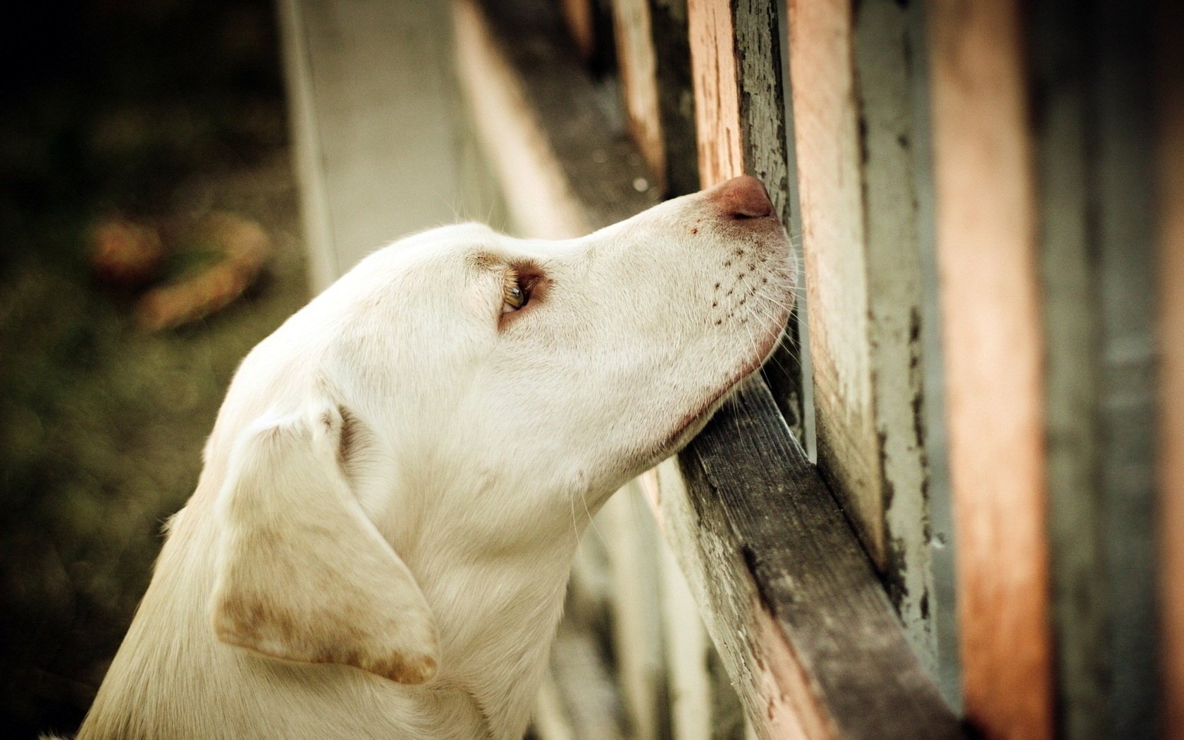 retriever chien clôture