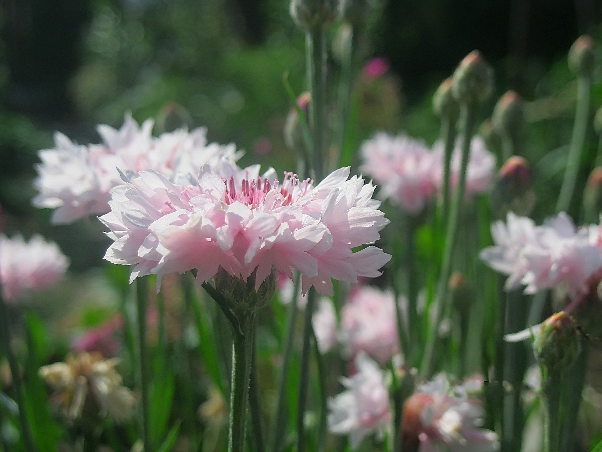 flores aciano rosa