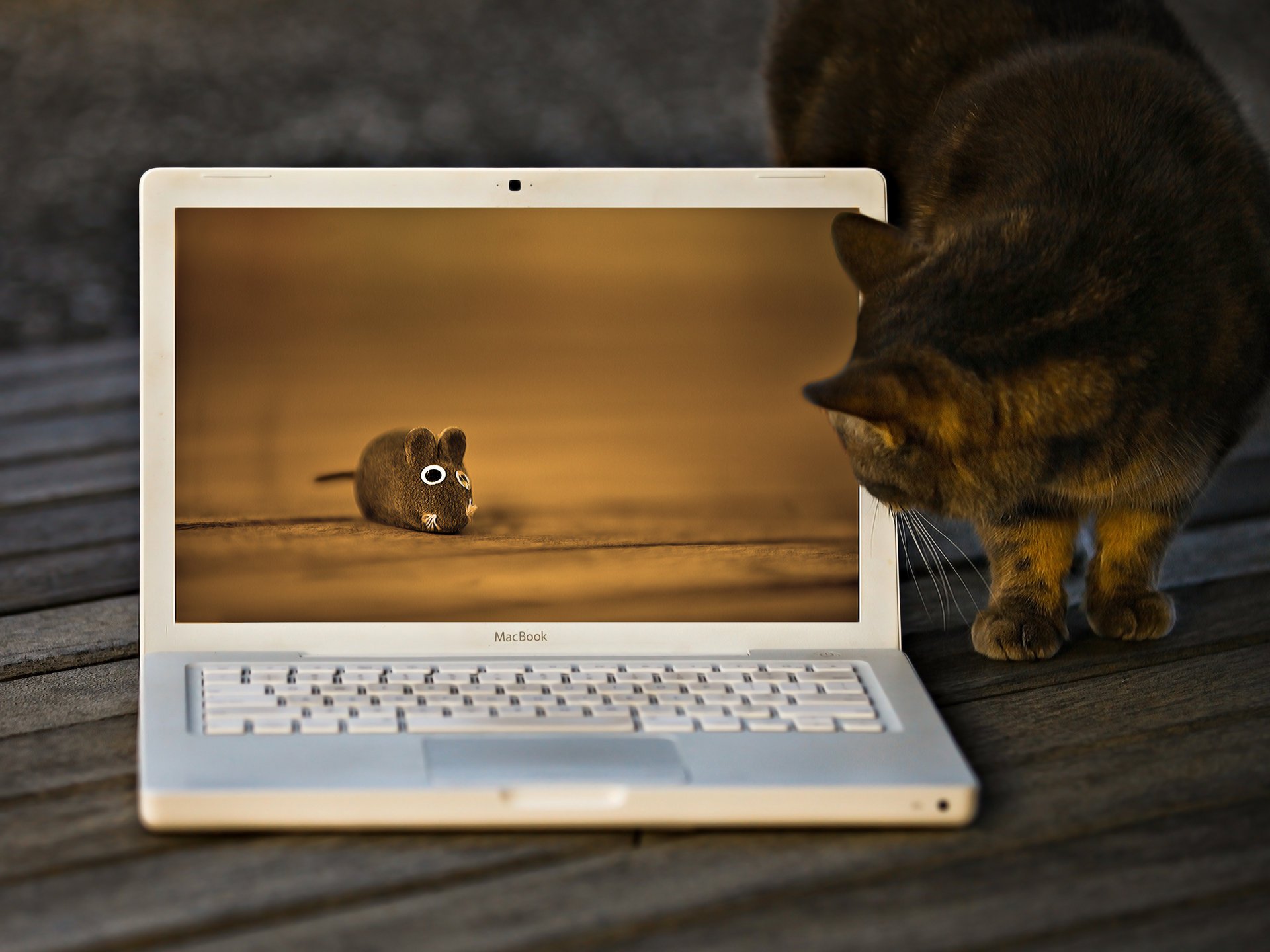 chat jouet macbook souris chat