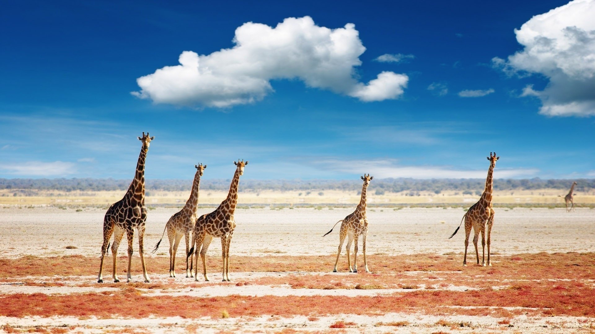 girafes ciel nuages