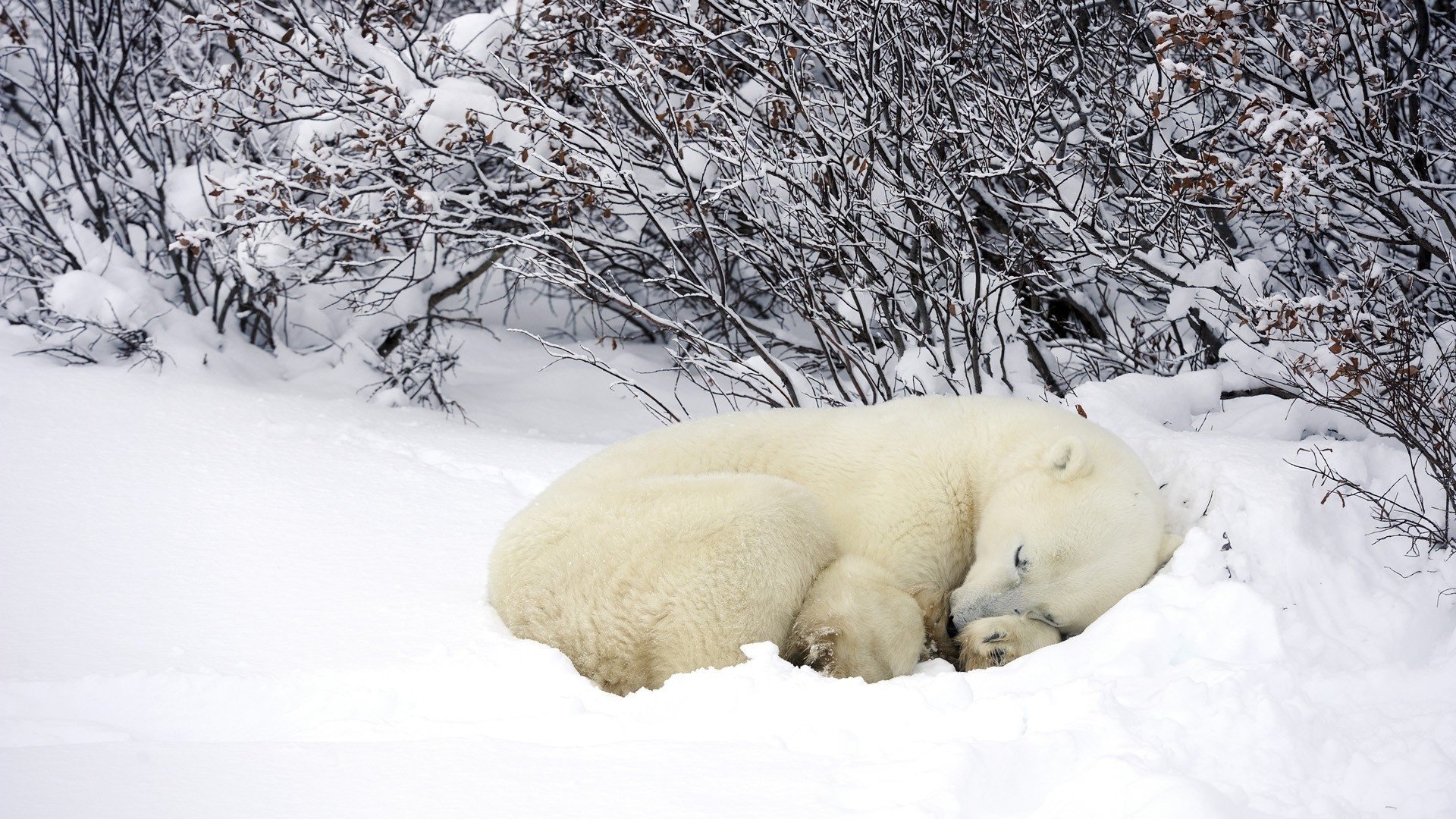 polar bear snow forest winter