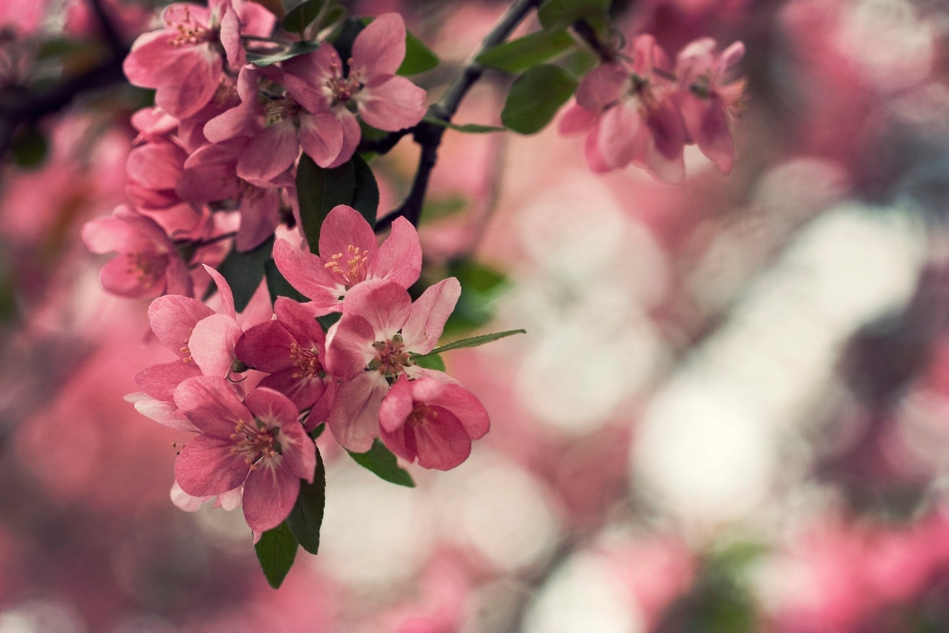 flowers nature petals plant macro leaves bokeh