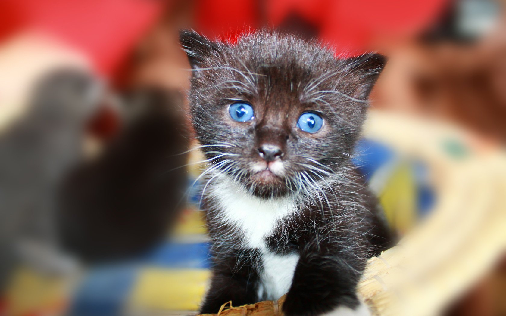 cat kitty mustache blue eye