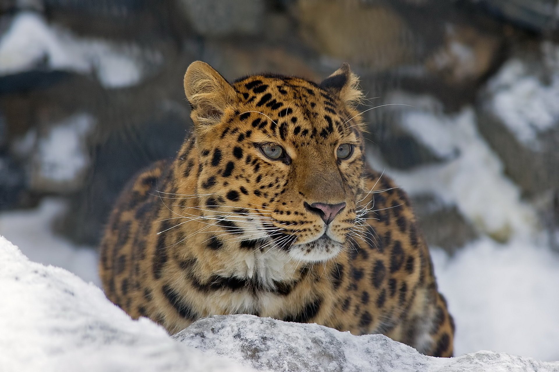 blick leopard schnurrbart schnauze