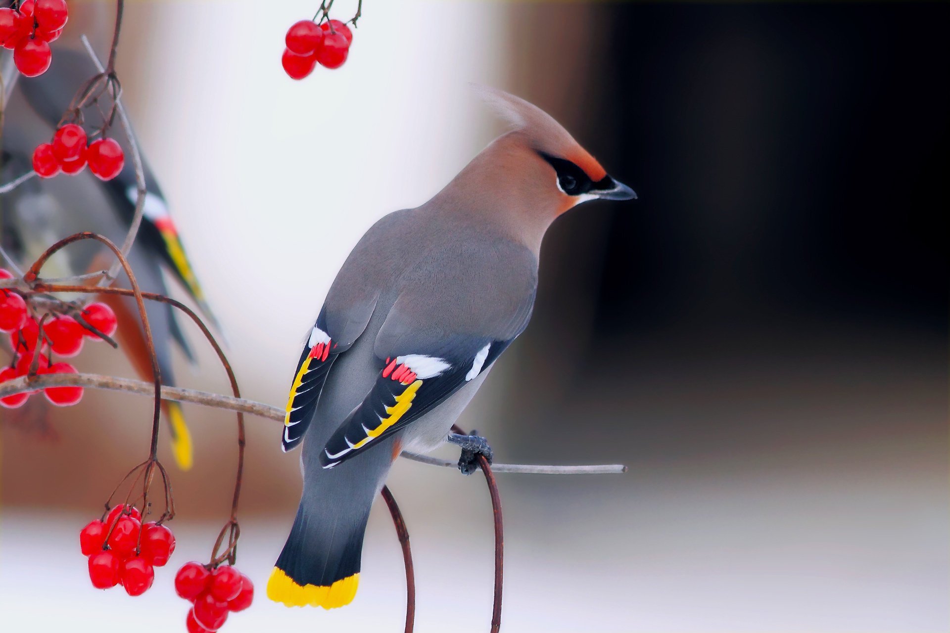 aves viburnum hermoso ramas silbato