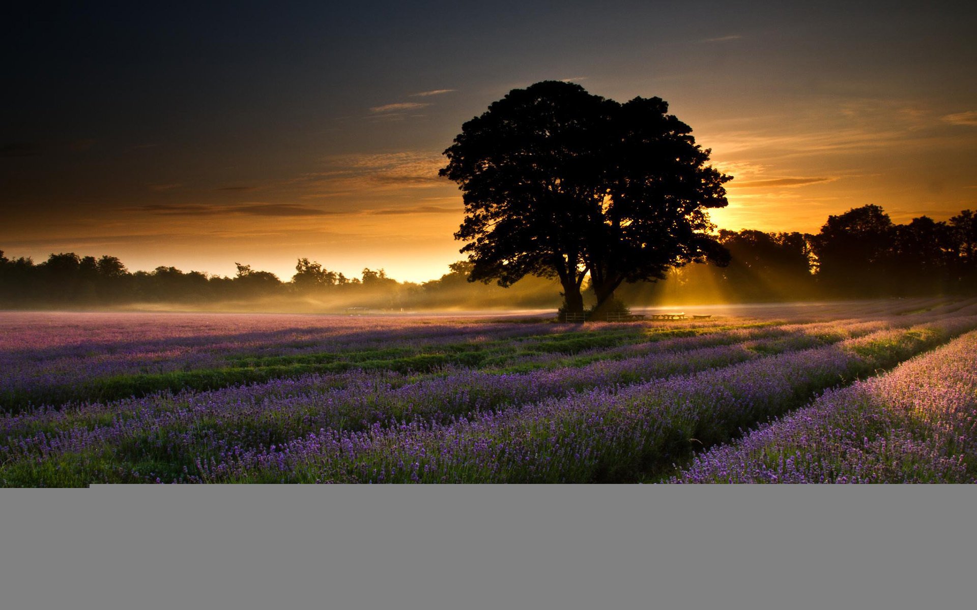 lavendel natur bäume landschaft feld dämmerung