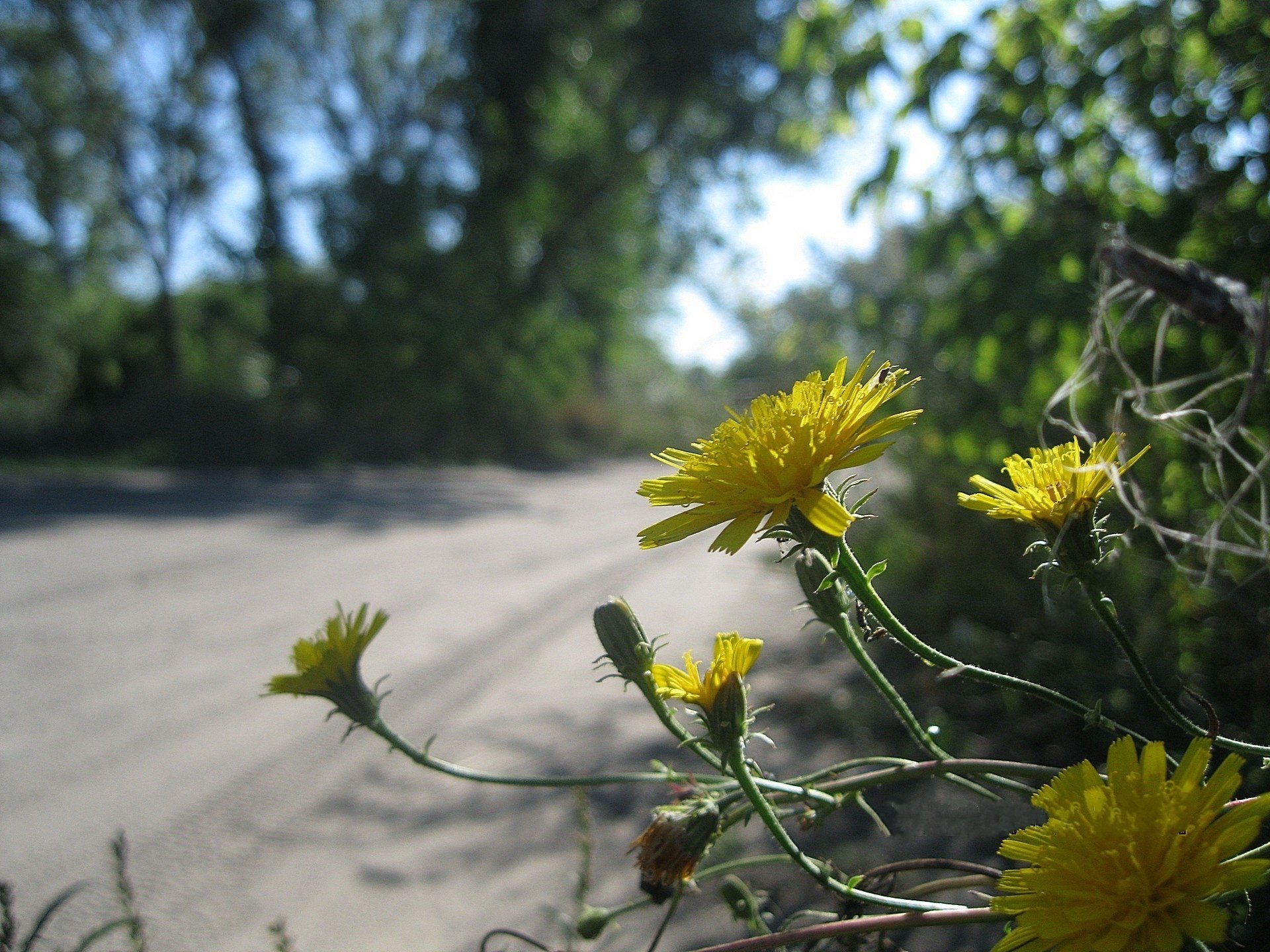 flores amarillo salvaje camino