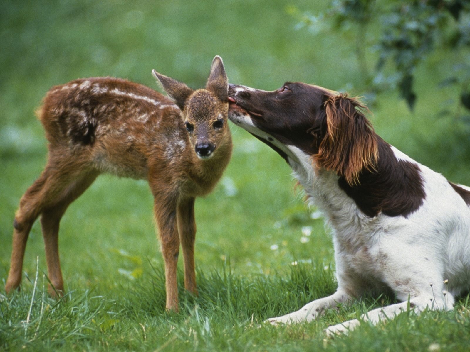 dog fawn