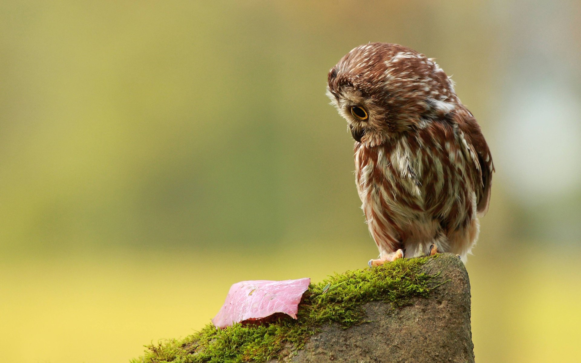 owlet stump leaf