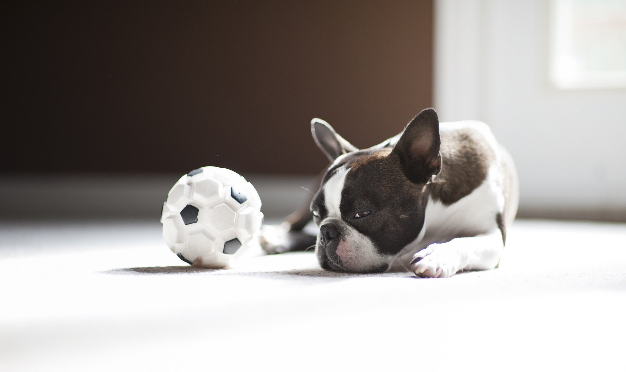 the ball dog pug