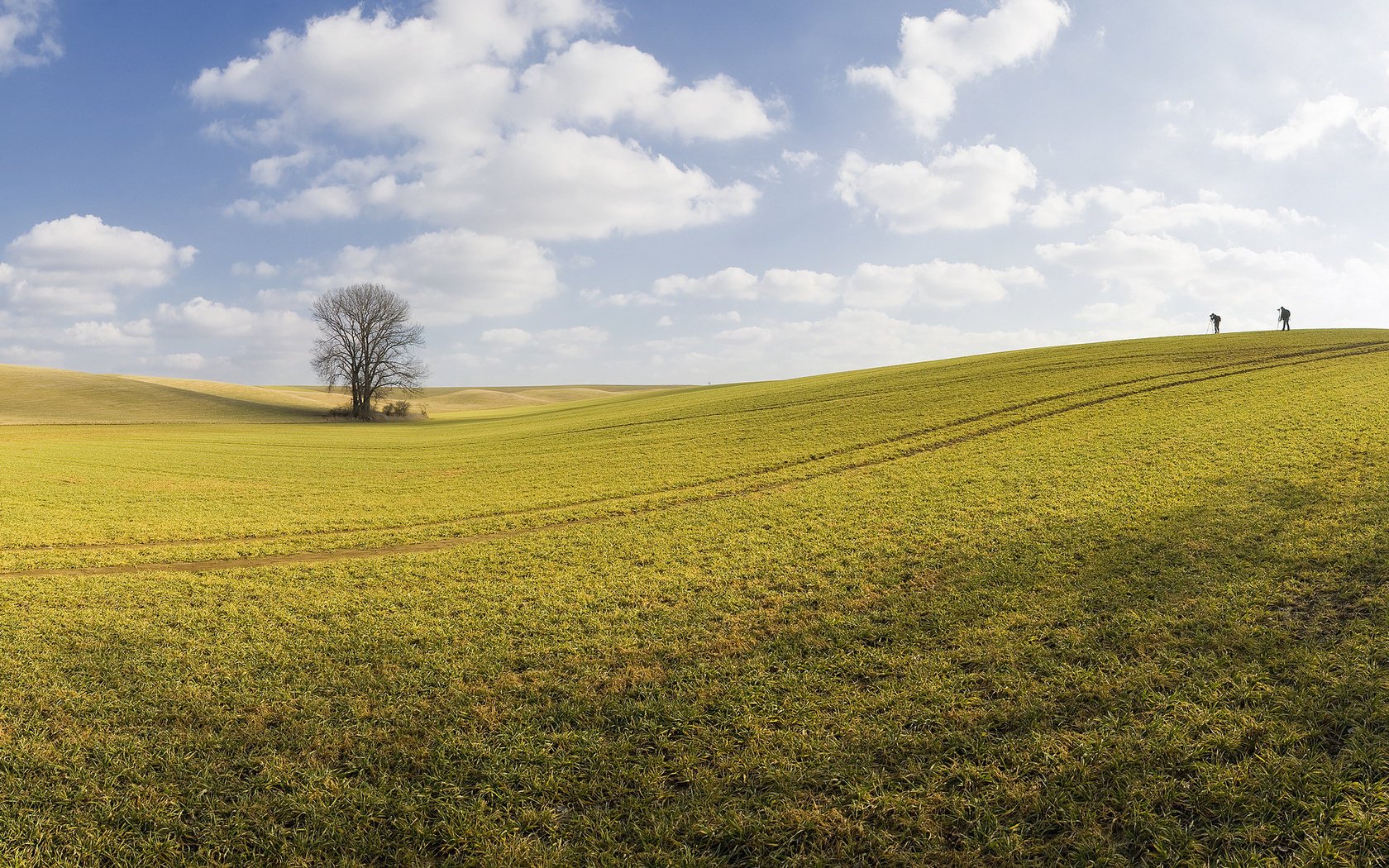 photographers tree field spring the sky