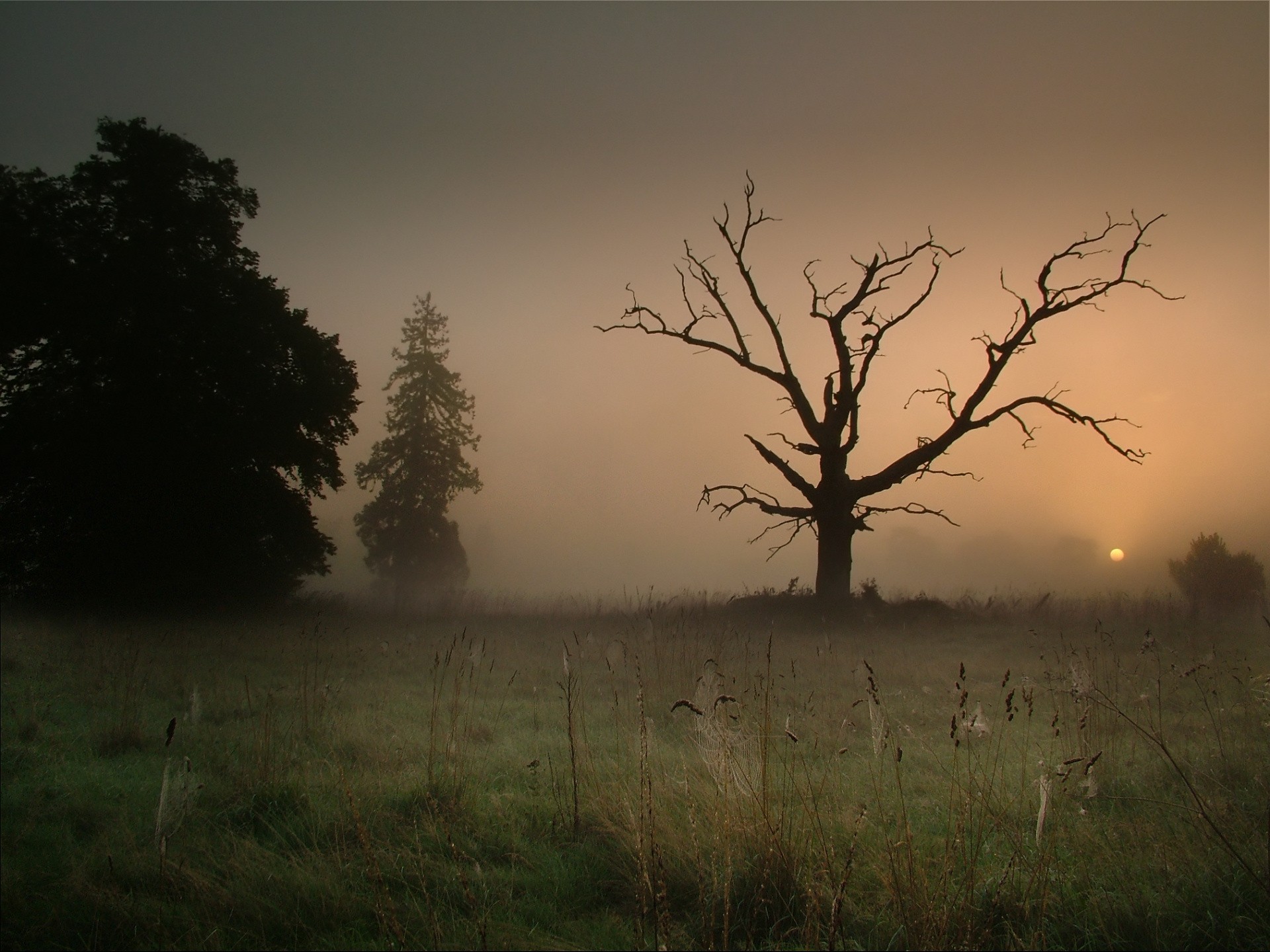 arbre brouillard toile d araignée