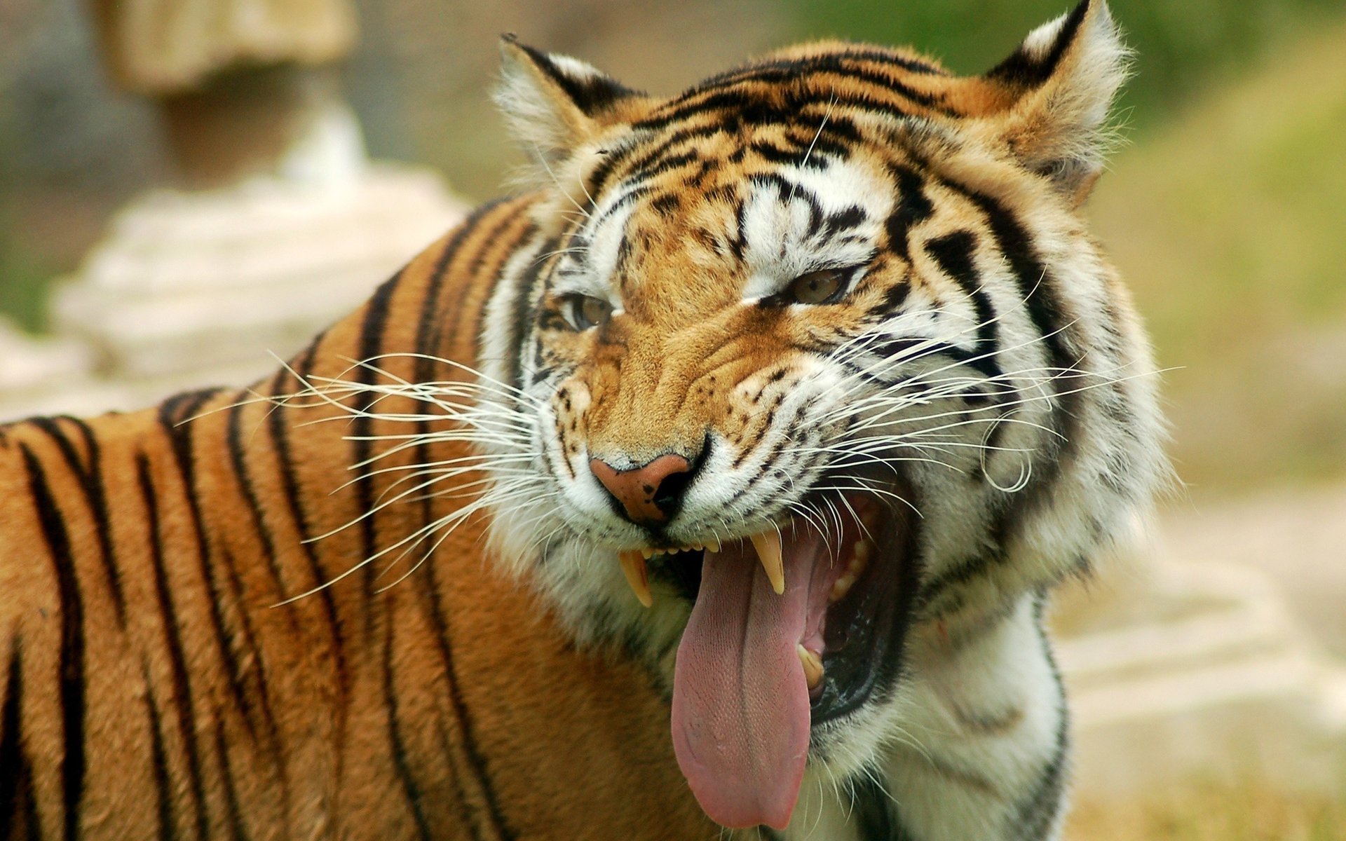 tigre prédateur museau langue sourire