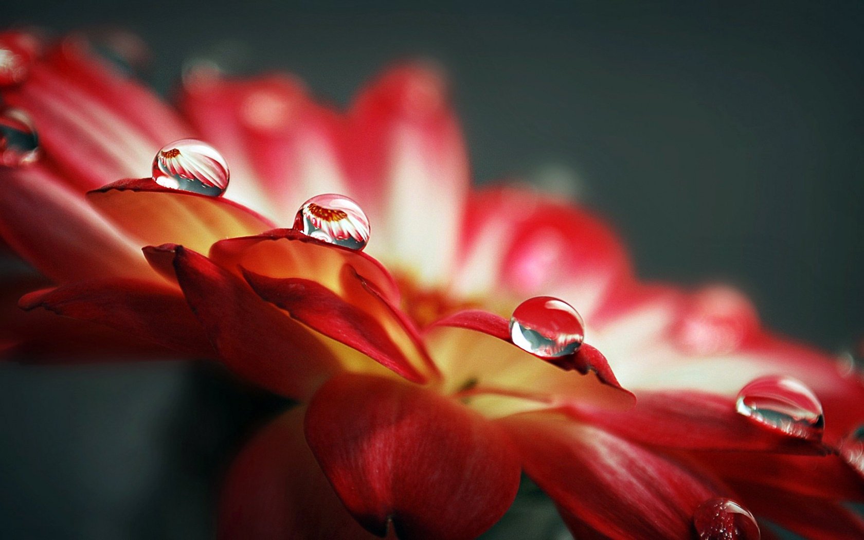 rosa red water petals drop