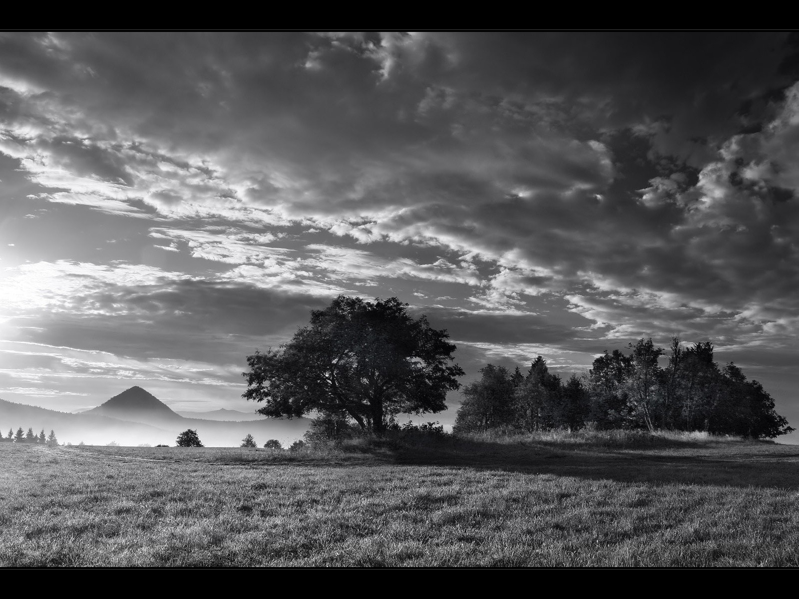 black and white tree fog