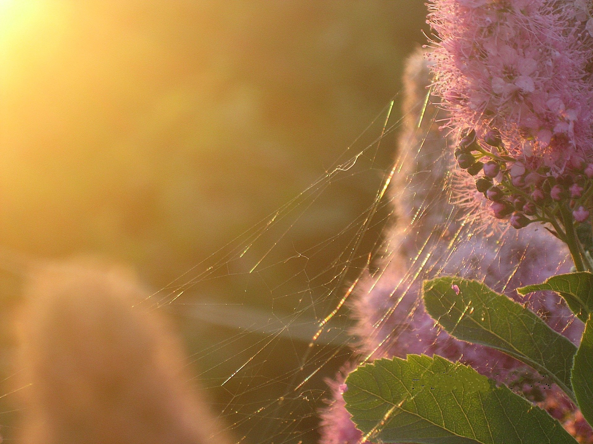 fiore rosa ragnatela tramonto