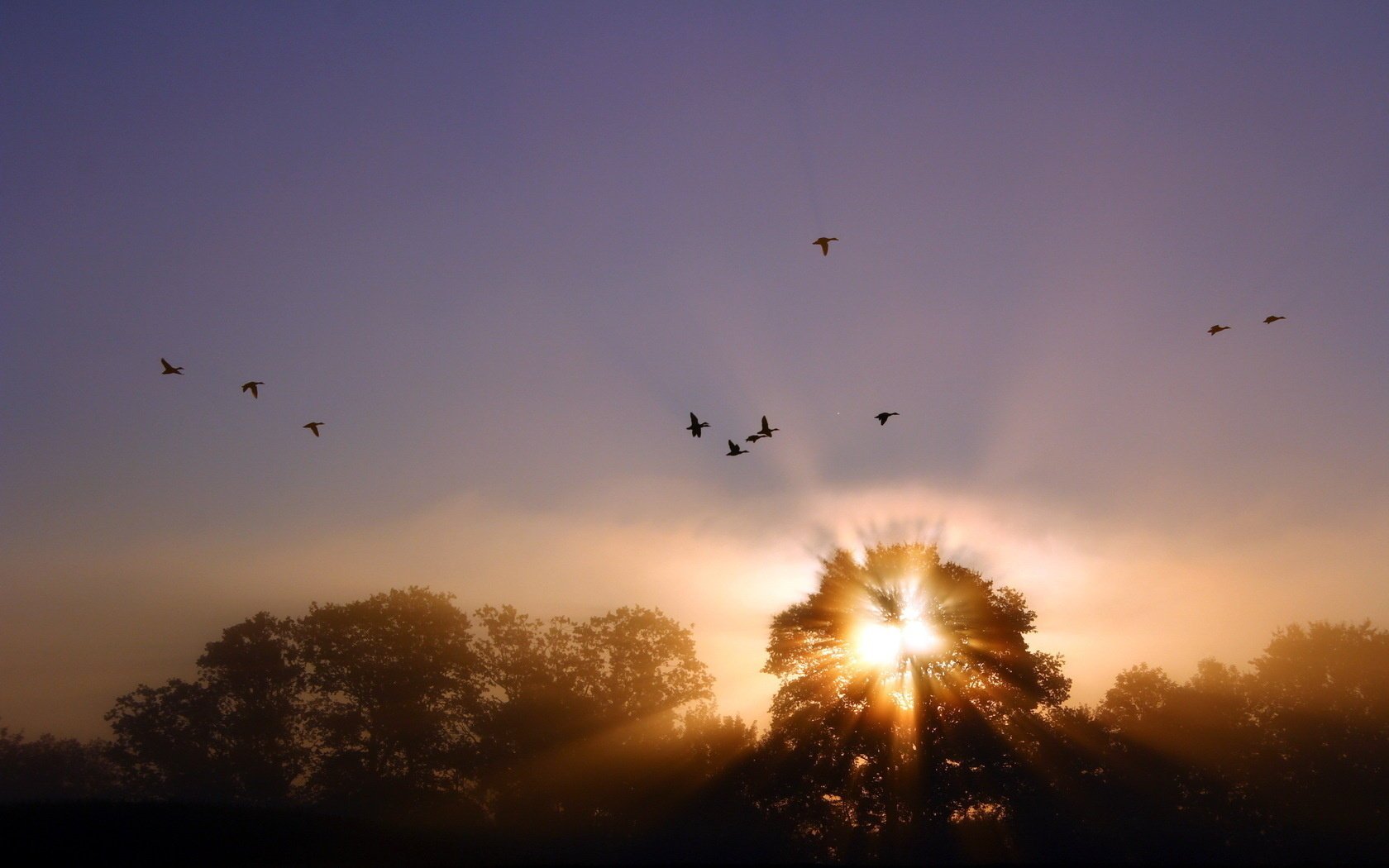 lumière paysage oiseaux brouillard coucher de soleil