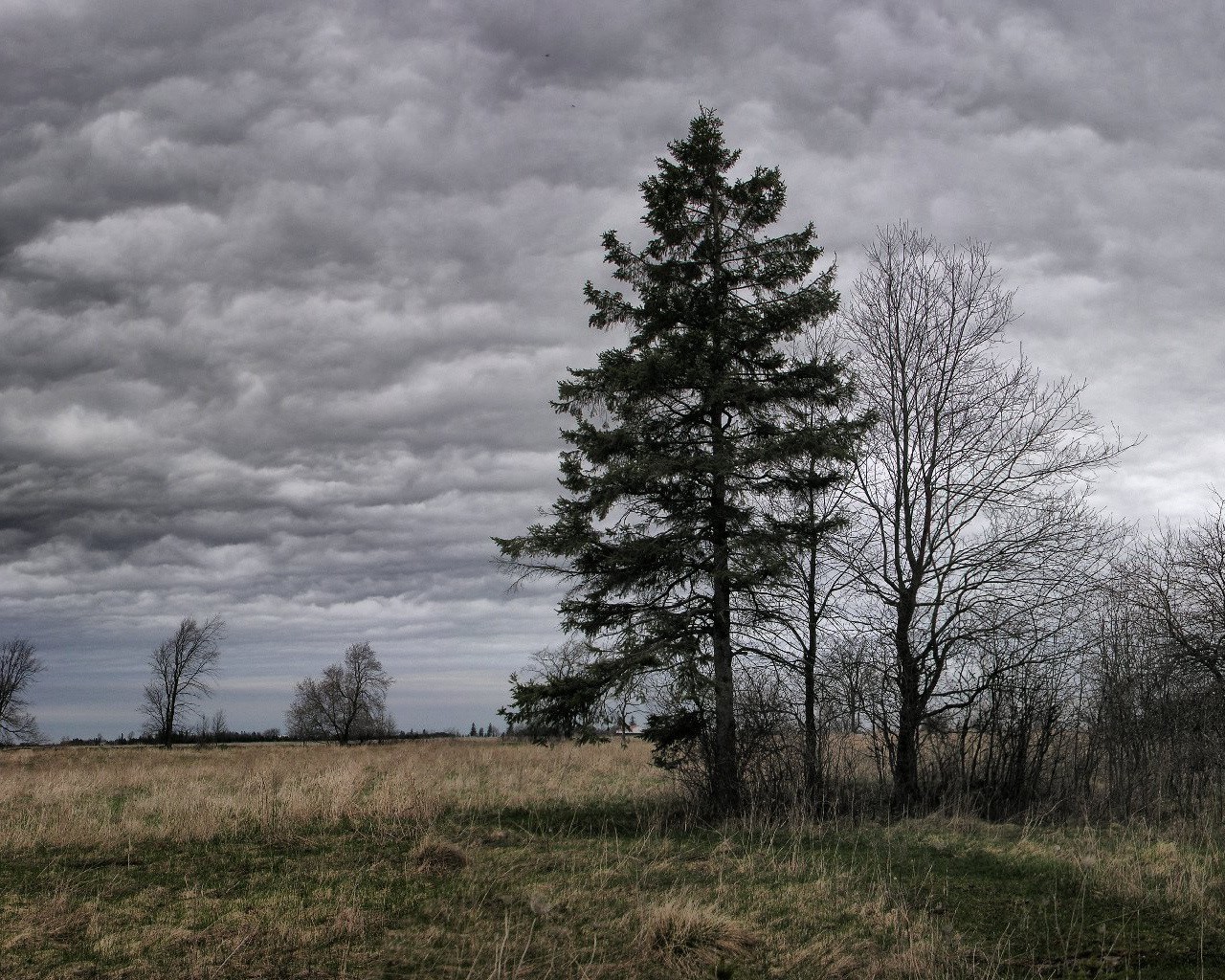 baum wolken bewölkt