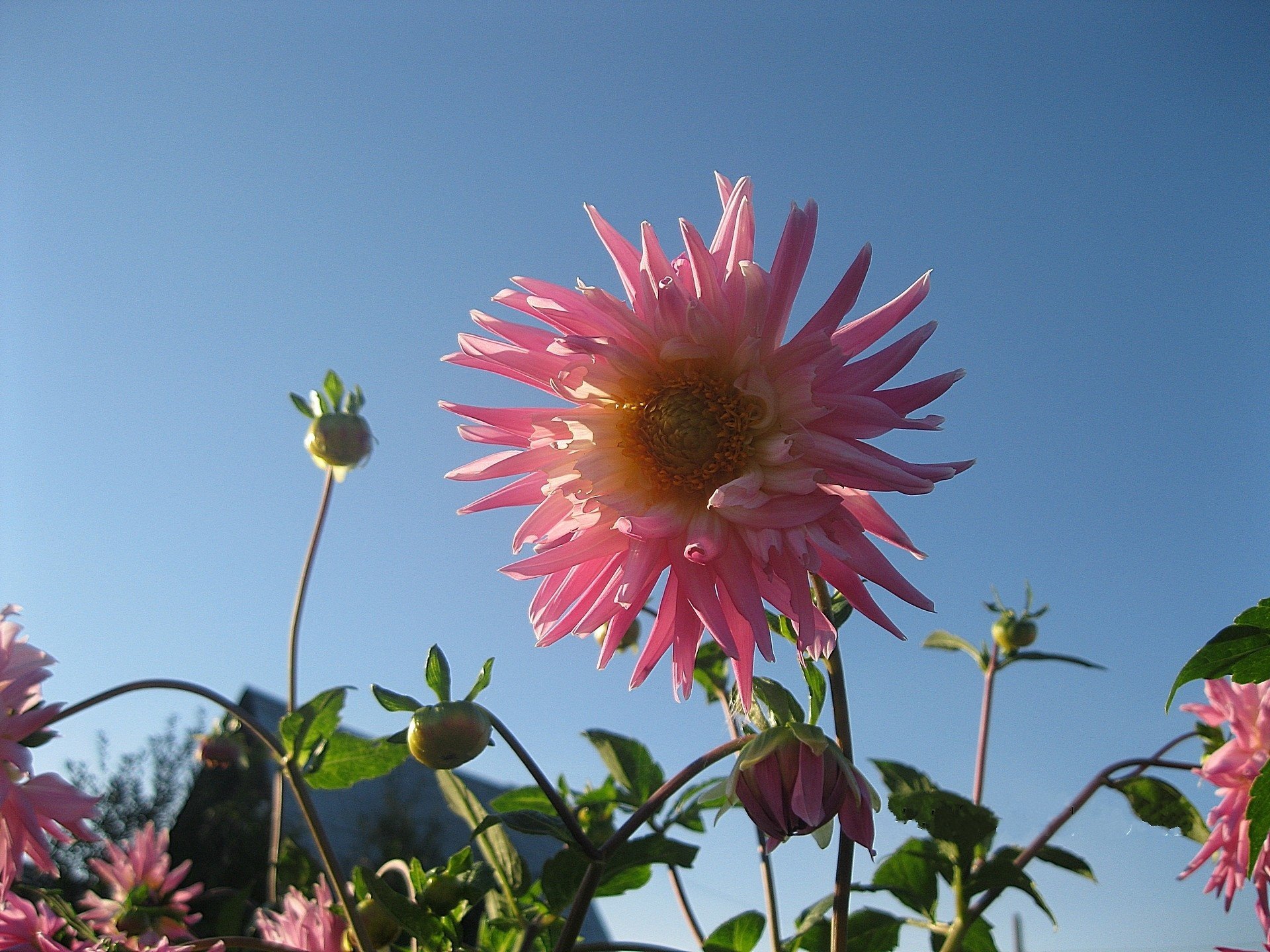 spugna fiore rosa dalia cielo sereno