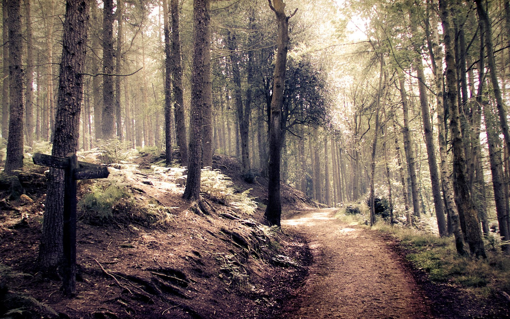 tyle foresta percorso indie foresta strada puntatore