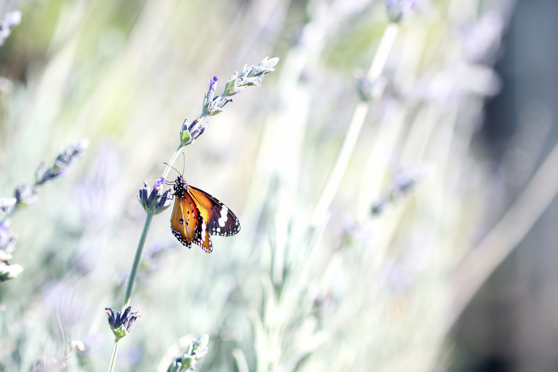 lavanda flor insecto mariposa verano tallo