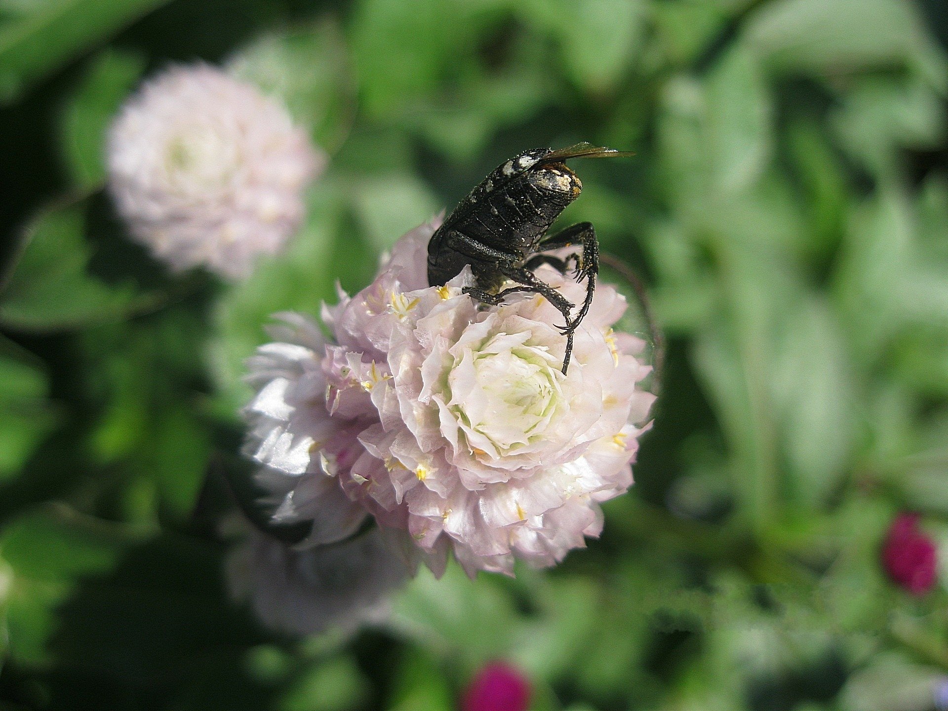 blassrosa blume pompon käfer