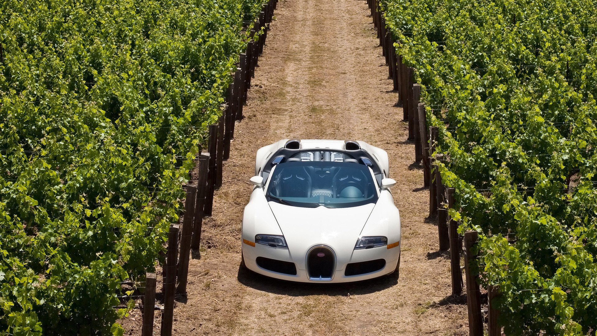 blanco coche deportivo uva plontatsiya