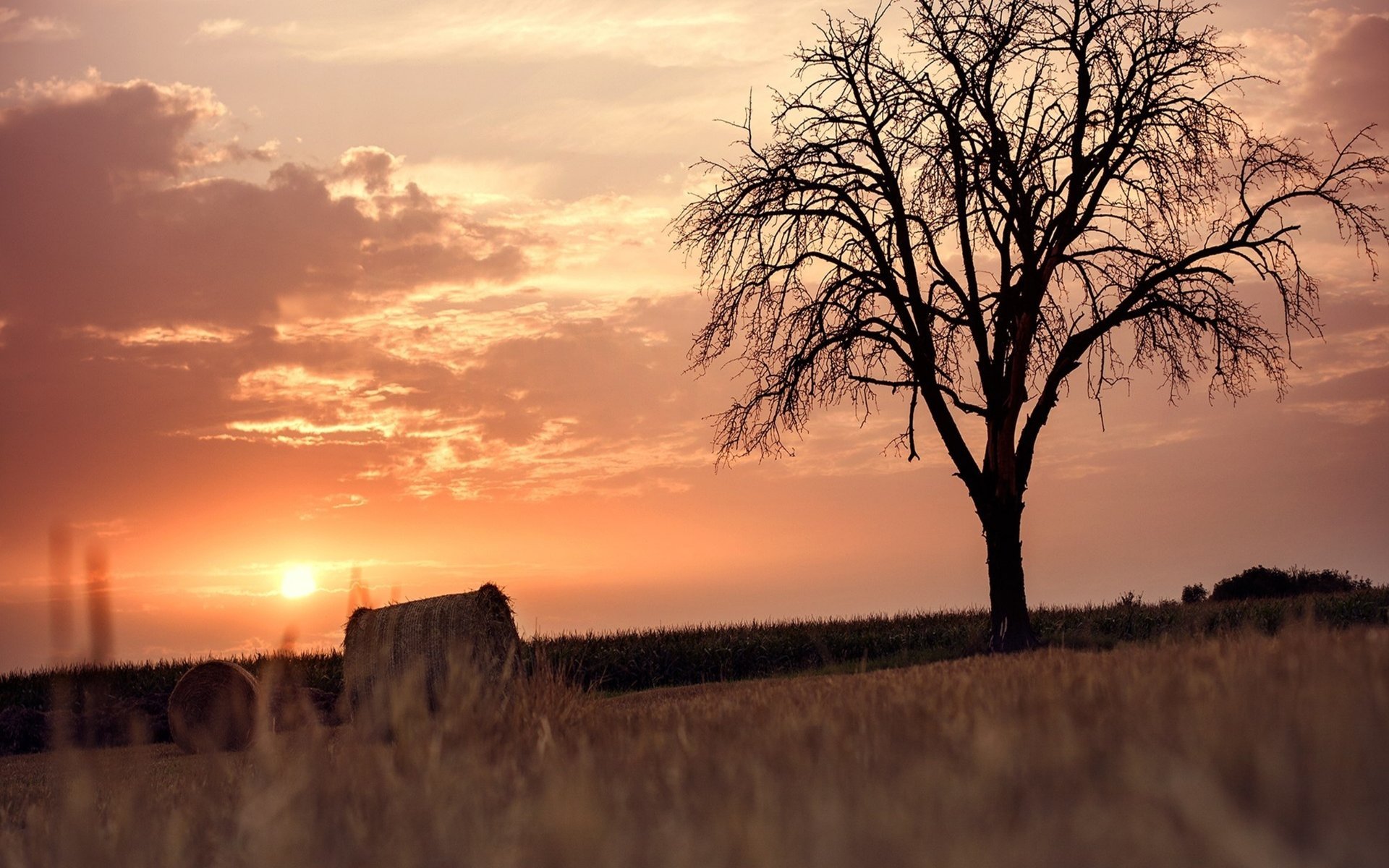 bäume landschaft natur feld himmel