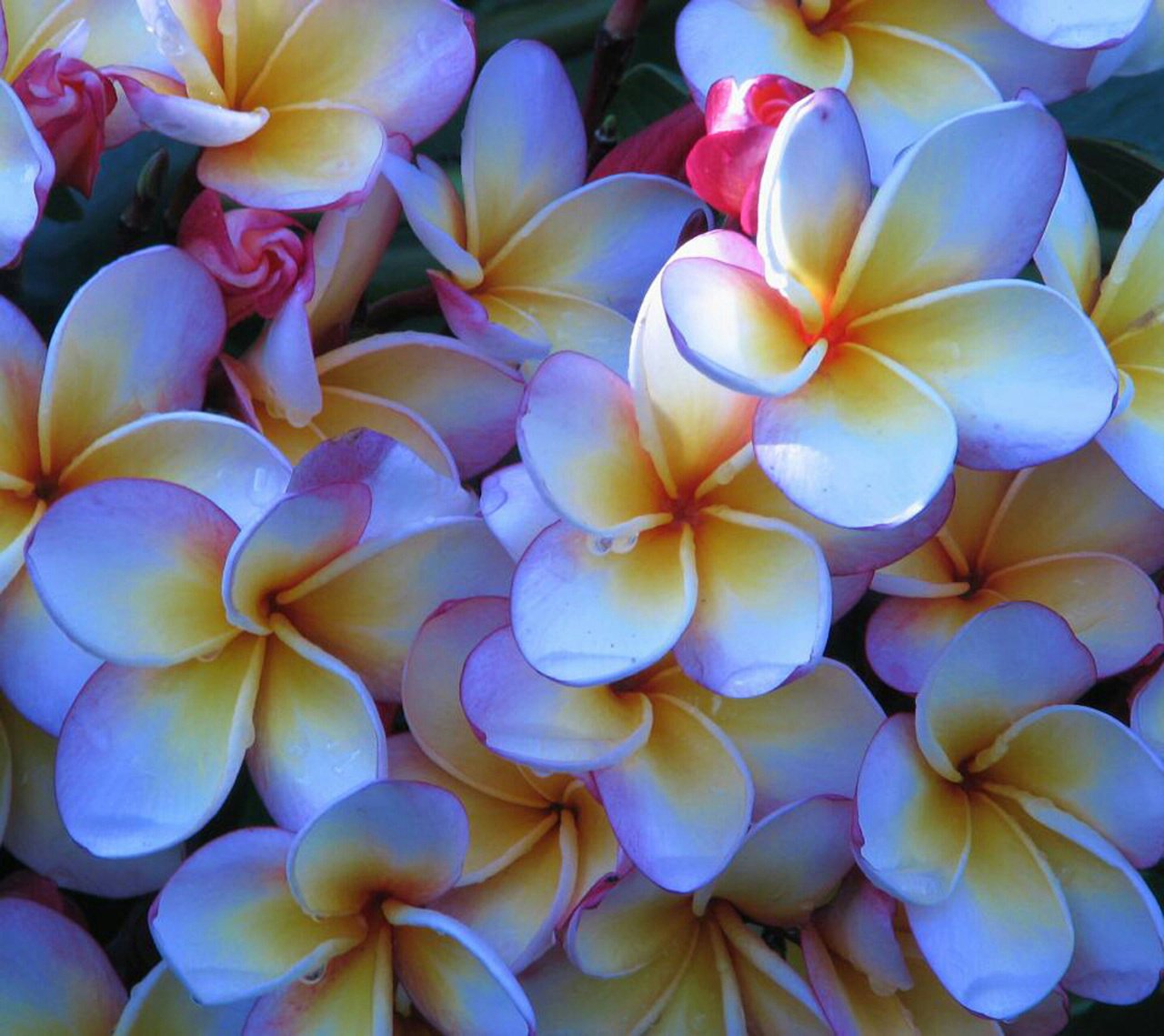 fleurs bleu nature