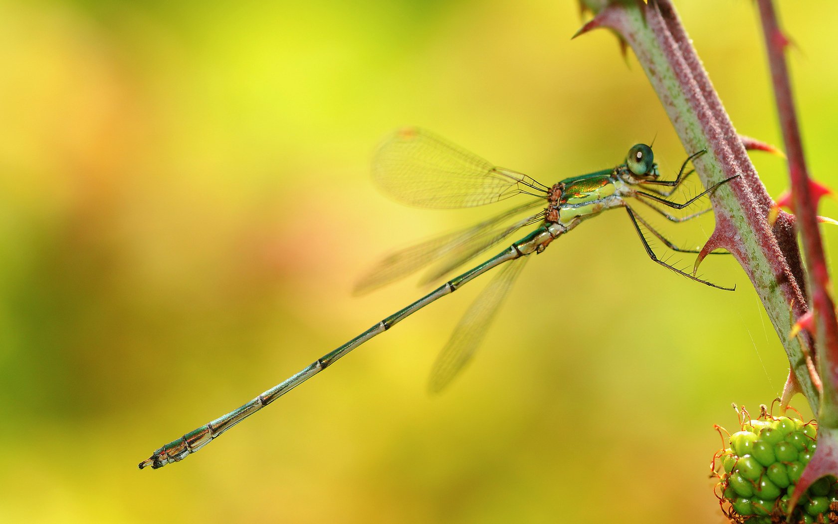 rama macro libélula espinas