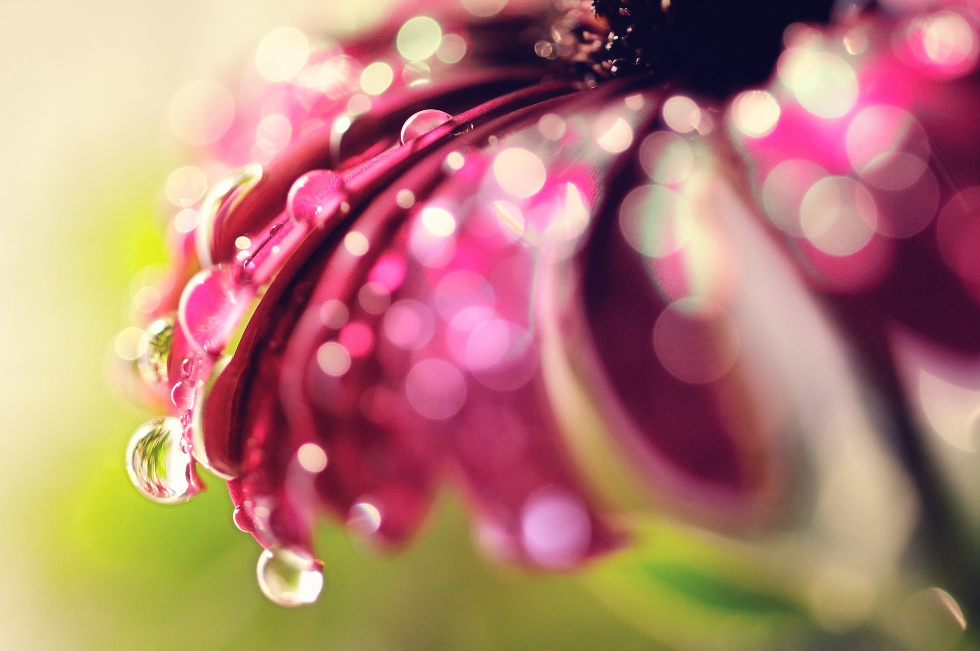 macro bokeh drops glare flower