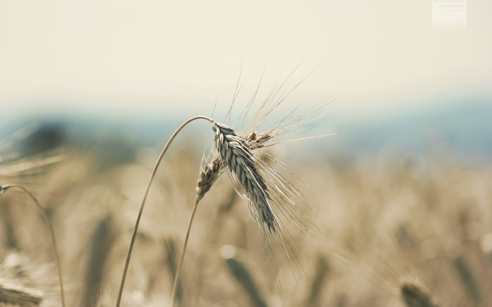 nature champ épis été