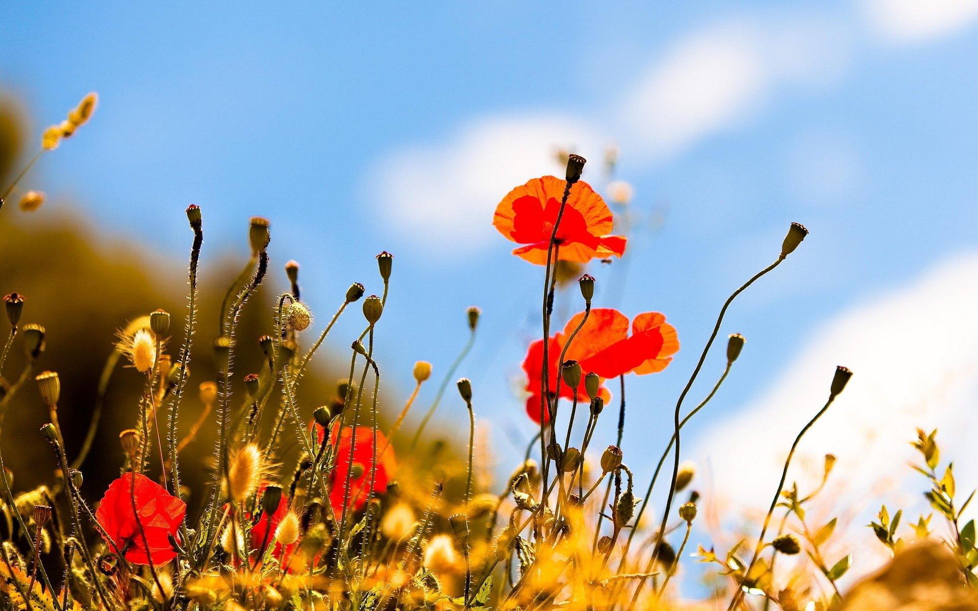 nature coquelicots ciel été