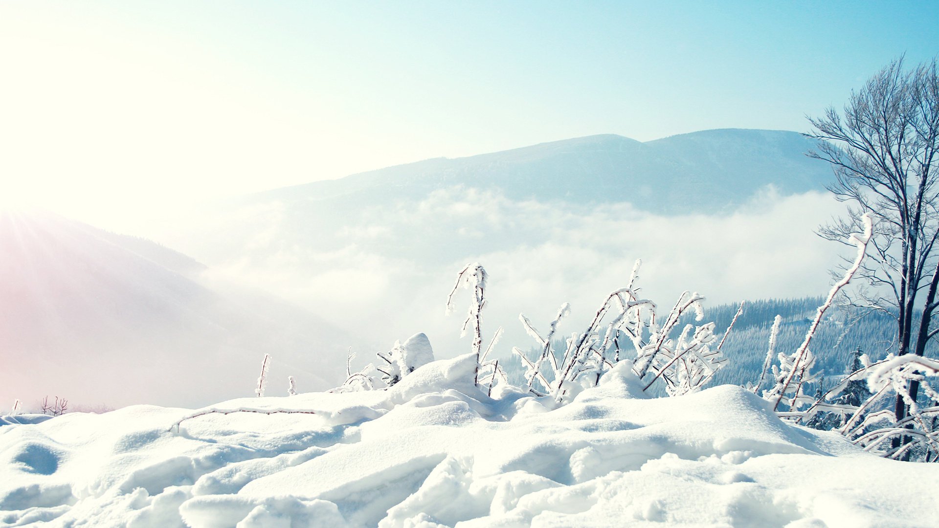 natura condizioni tempo alberi neve cumuli di neve inverno