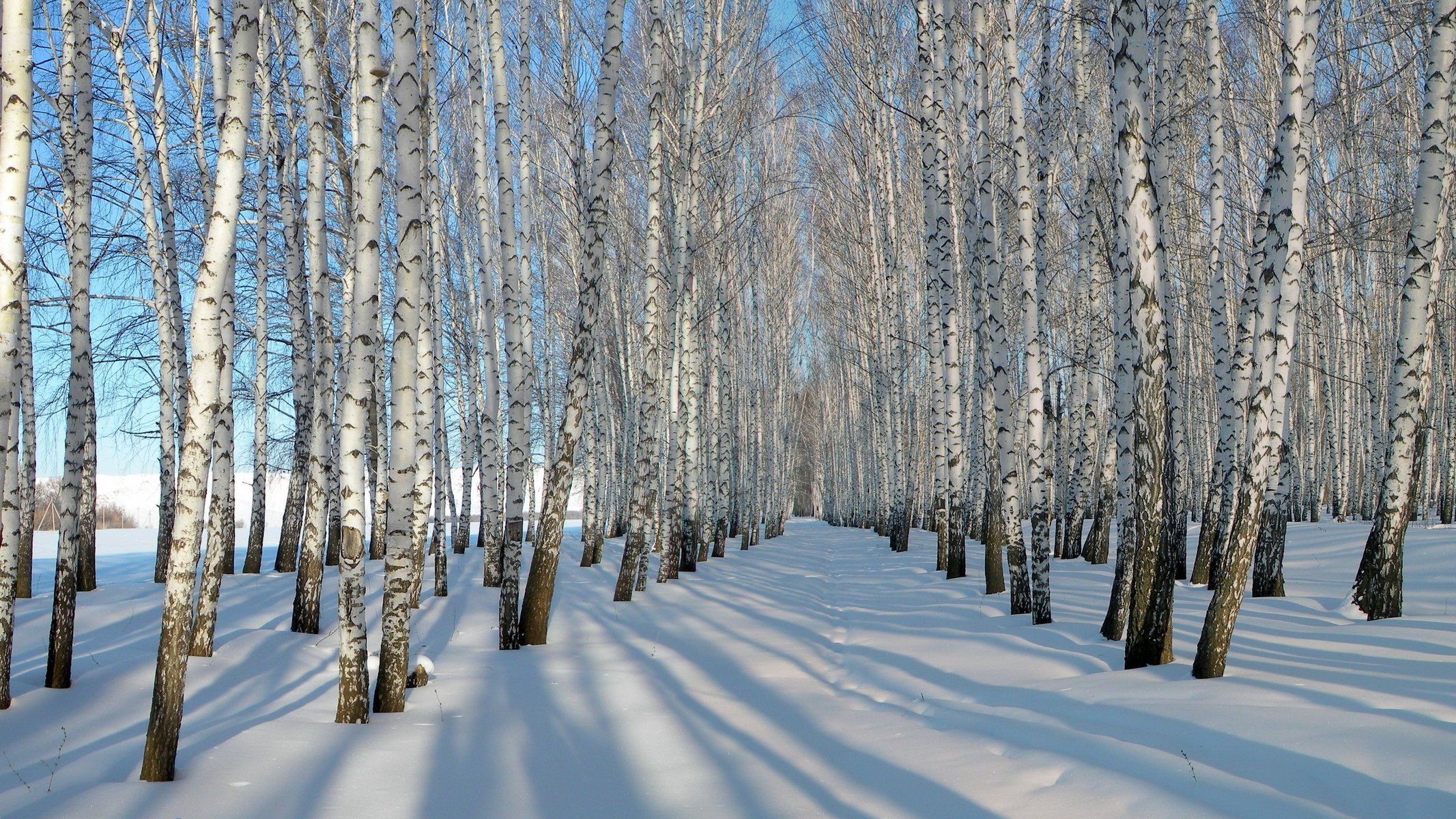 birch winter snow