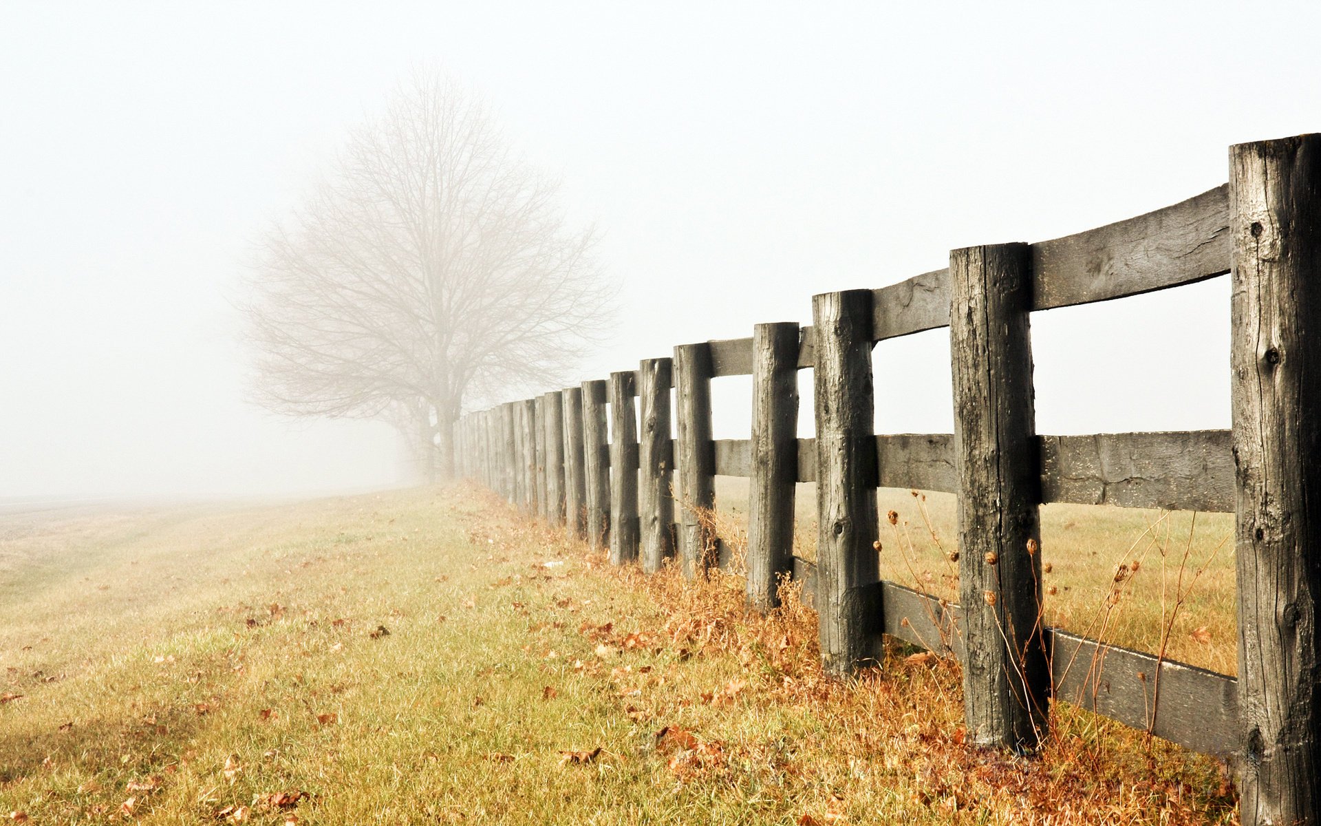 solitaire fin de l automne brouillard arbre