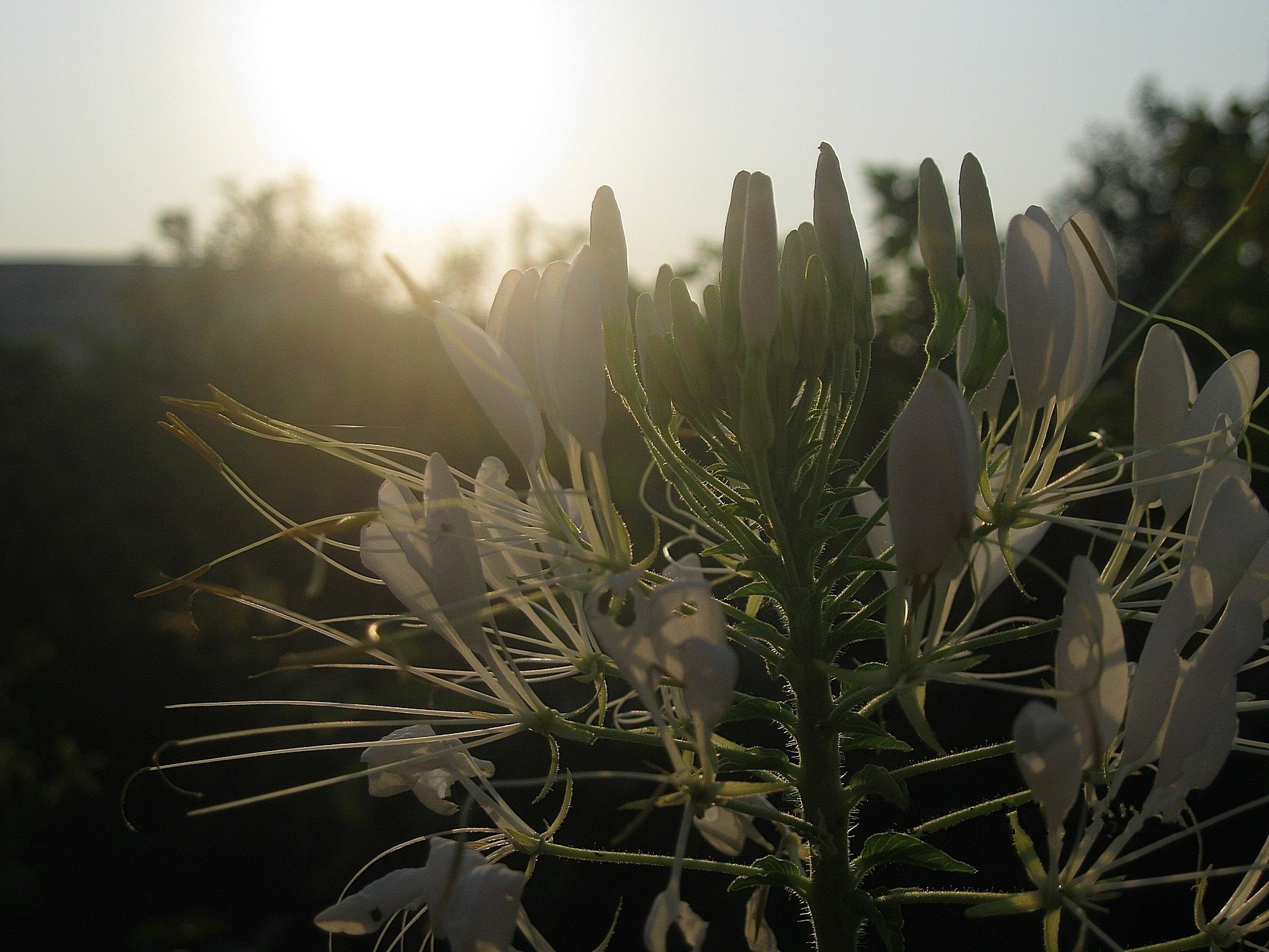 flower kleoma white antennae sunset