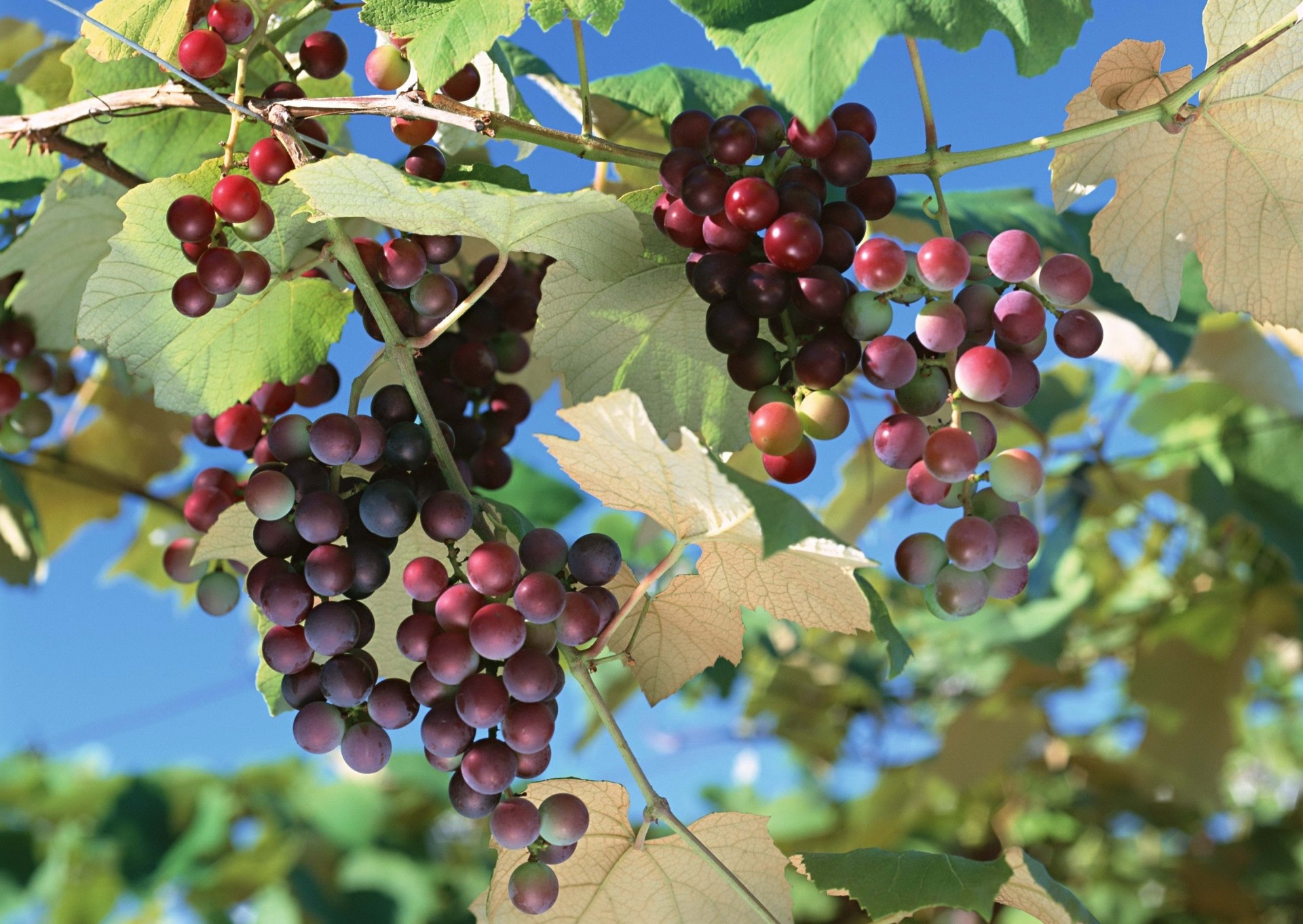 feuille raisin grappe branche