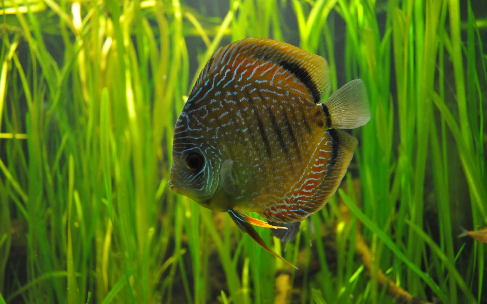 discus rhizome algues eau aquarium