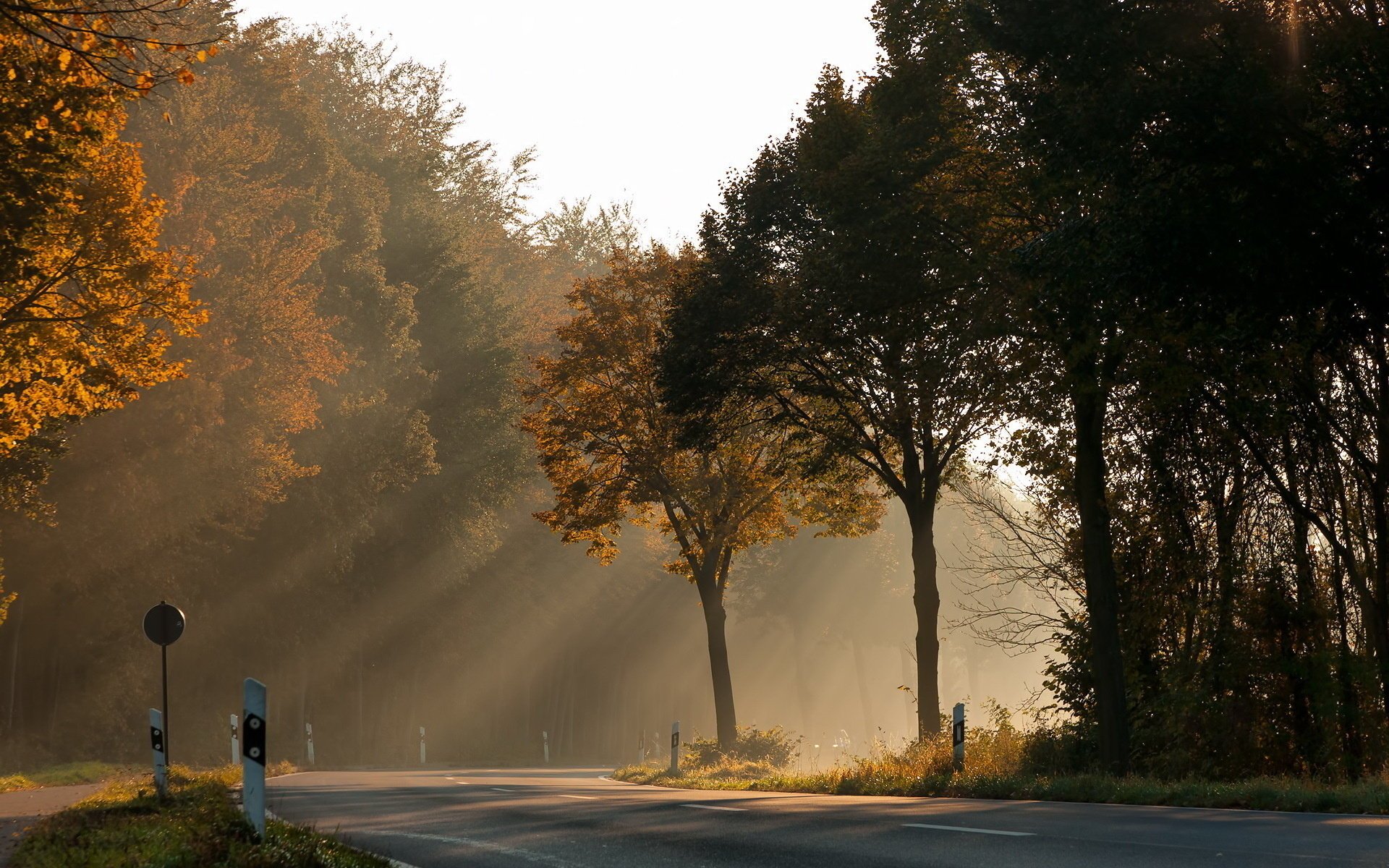 road light tree