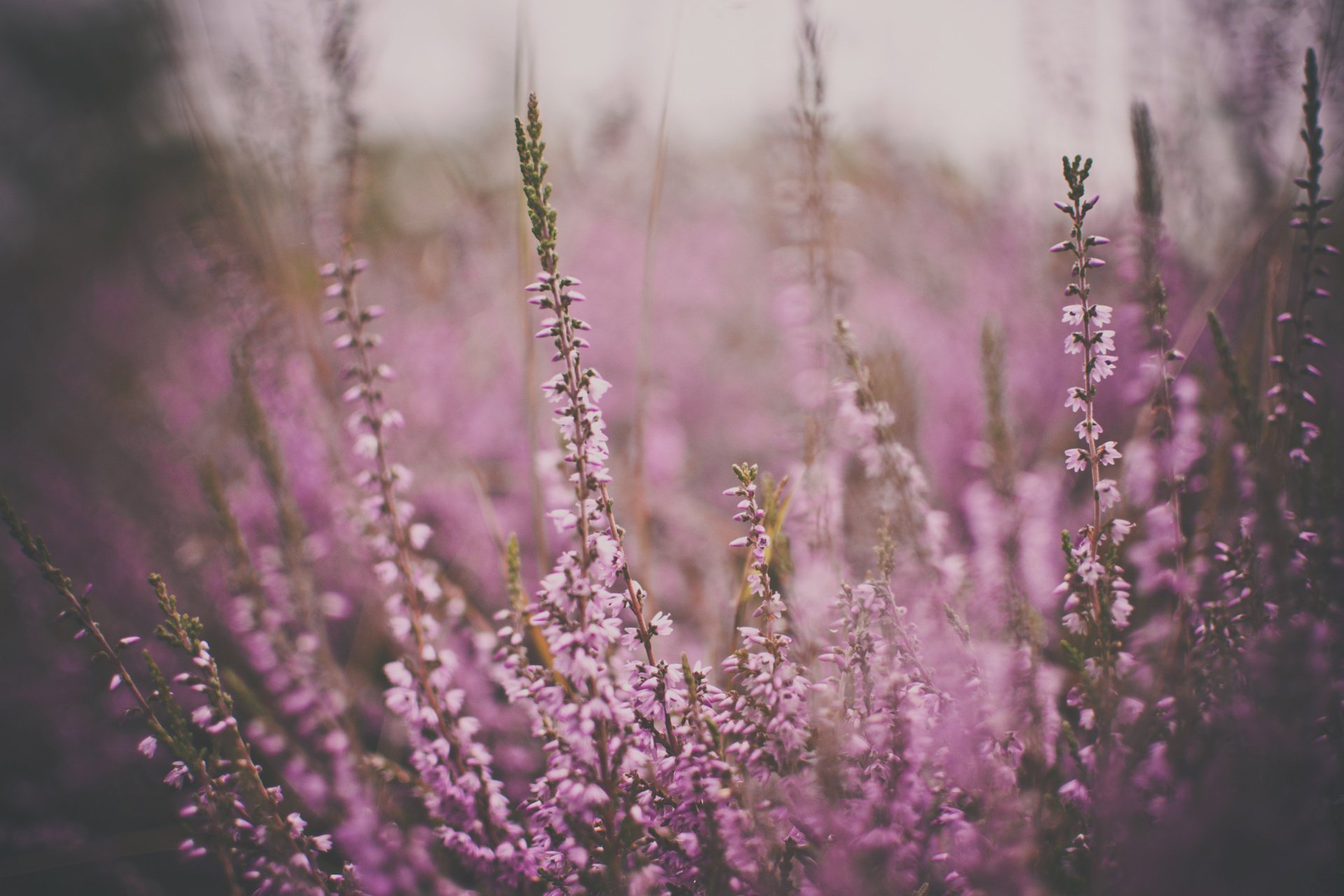 tarnish flowers color pink