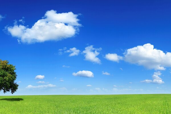 Ein Baum in einem Feld am Wolkenhimmel