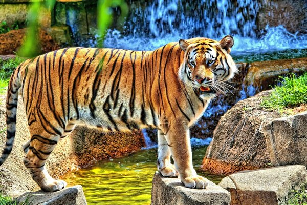 Le tigre se tient près de la chute sur les rochers