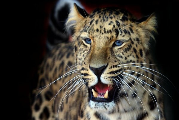 Leopard with open sweat on black background