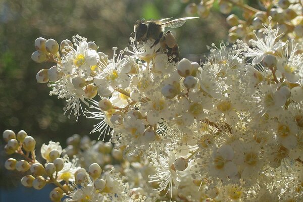 Abeille sur les fleurs blanches au coucher du soleil